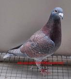 Kleurpostduiven. Kweekkoppel Rubella, Dieren en Toebehoren, Vogels | Duiven, Meerdere dieren, Postduif