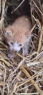kitten, Dieren en Toebehoren, Katten en Kittens | Overige Katten, Meerdere dieren, Kortharig, 0 tot 2 jaar