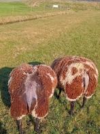 Twee drachtige bonte ooilammeren, Vrouwelijk, Schaap, 0 tot 2 jaar
