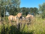 Stalling in paddock paradise en voedselbos, Dieren en Toebehoren, Weidegang, 1 paard of pony