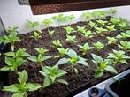 Caloro peper planten, Ophalen, Volle zon, Groenteplanten, Eenjarig