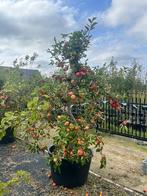 Mooie 35-jarige Elstar appelbomen in Zuid-Holland, Tuin en Terras, Planten | Fruitbomen, Lente, Volle zon, In pot, Ophalen of Verzenden