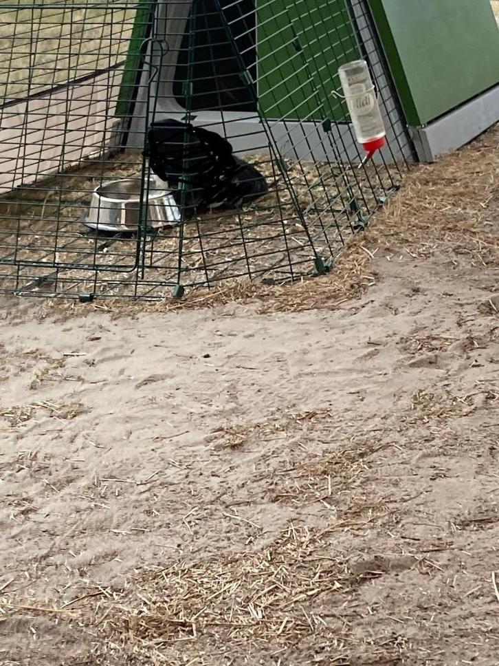 cavia buitenhok met ren, Dieren en Toebehoren, Knaagdieren en Konijnen | Hokken en Kooien, Gebruikt, Ren, 60 tot 90 cm, 110 cm of meer
