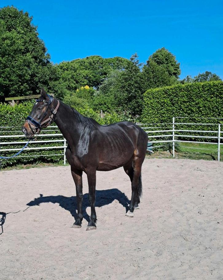 Bijrijder gevraagd, Dieren en Toebehoren, Paarden en Pony's | Overige Paardenspullen, Dressuur, Ophalen of Verzenden