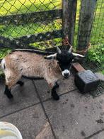 Bokje , dwerggeit, Dieren en Toebehoren, Schapen, Geiten en Varkens, Mannelijk, Geit