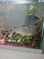 Borstelneus Ancistrus algeneters., Dieren en Toebehoren, Vis