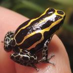 Ranitomeya ventrimaculata 'Frans Guyana', Dieren en Toebehoren, Amfibie, 0 tot 2 jaar