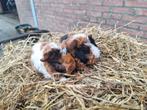 Jonge cavia alpaca 3 kleur, Dieren en Toebehoren, Knaagdieren, November, Mannelijk, Cavia