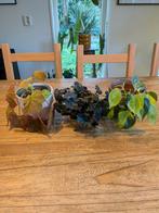 Planten Set: Begonia's & Philodendron, Ophalen, Halfschaduw, Minder dan 100 cm