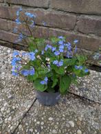 Vergeet mij niet, Tuin en Terras, Planten | Tuinplanten, Vaste plant, Halfschaduw, Lente, Ophalen
