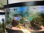 Te koop aquarium juwel vision 260ltr met onderkast, Ophalen of Verzenden, Gebruikt, Leeg aquarium