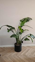 Strelitzia met of zonder pot, Huis en Inrichting, Kamerplanten, Ophalen, Overige soorten