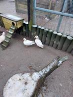 Mooie witte kwakertjes, kleine snavel, Meerdere dieren