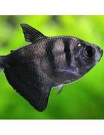 Gymnocorymbus ternetzi-Zwart Tetra. Beschikbaar vanaf 22/10, Dieren en Toebehoren, Vissen | Aquariumvissen, Vis, Zoetwatervis
