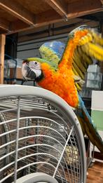 Catalina Ara Man 2025, Dieren en Toebehoren, Vogels | Parkieten en Papegaaien, Mannelijk, Papegaai, Pratend