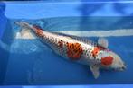Kujaku / Koi karper, Dieren en Toebehoren, Vissen | Vijvervissen, Karper of Koi