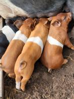 Biggen Husumer  Deense Duroc  zwarte en rood wit., Dieren en Toebehoren, Meerdere dieren, Varken, 0 tot 2 jaar
