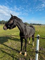 Dreamboy x Gribaldi Merrie 7 jaar | lease of koop, Dieren en Toebehoren, Paarden, Merrie, 170 tot 175 cm, Dressuurpaard, 3 tot 6 jaar