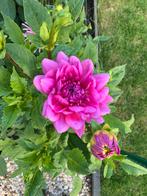 Te koop Dahlia Blue Boy in pot, Ophalen, Zomer, Overige soorten, Volle zon