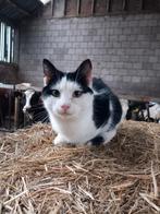 Lieve kitten te koop, Dieren en Toebehoren