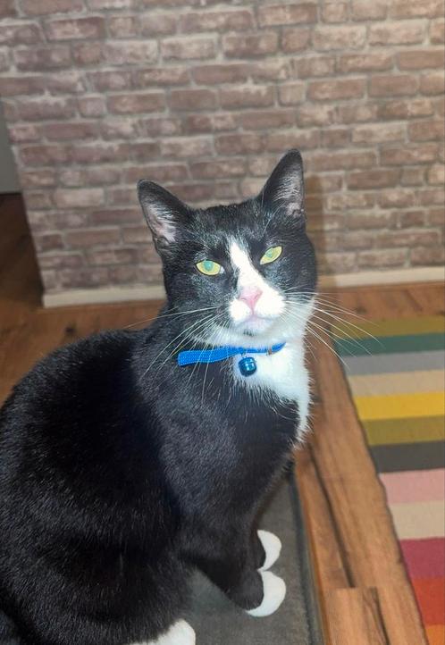 Lieve Europese Korthaar kater van 2 jaar zoekt thuis-Almere, Dieren en Toebehoren, Katten en Kittens | Overige Katten, Kortharig