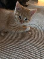 Kittens,, Dieren en Toebehoren, Katten en Kittens | Raskatten | Korthaar, Meerdere dieren