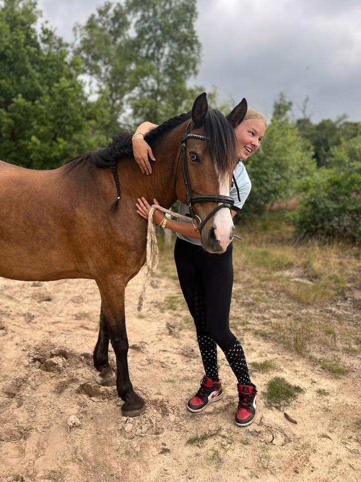 Moonligt stevige merie, Dieren en Toebehoren, Paarden, Merrie, Zadelmak, Minder dan 160 cm, 11 jaar of ouder, Recreatiepaard, Gechipt