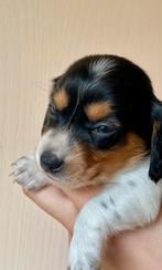 Lief klein teckeltje, Dieren en Toebehoren, Reu, CDV (hondenziekte), 8 tot 15 weken, Dwerg