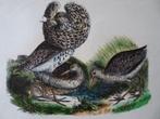 Litho kleur 3 vogels baltsende Snip en vrouwtjes, 19e eeuw, Antiek en Kunst, Verzenden
