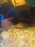 Sterbai corydoras, Dieren en Toebehoren, Vis