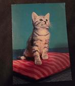 Grijs katje op kussen, Verzenden, 1980 tot heden, Gelopen, Hond of Kat
