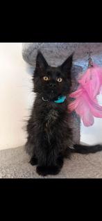 Maine Coon kittens,Russische lijnen. black smoke, Dieren en Toebehoren, Katten en Kittens | Raskatten | Langhaar, Poes, Gechipt