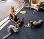 Heel lieve Maine Coon kittens mogen verhuizen, Dieren en Toebehoren, Meerdere dieren, Gechipt, 0 tot 2 jaar