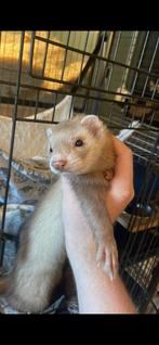 Superlieve fret (man), Juli, Meerdere dieren