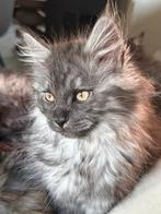 Kitten mixje Ragdoll / Maine coon, Dieren en Toebehoren, Katten en Kittens | Raskatten | Langhaar, Meerdere dieren
