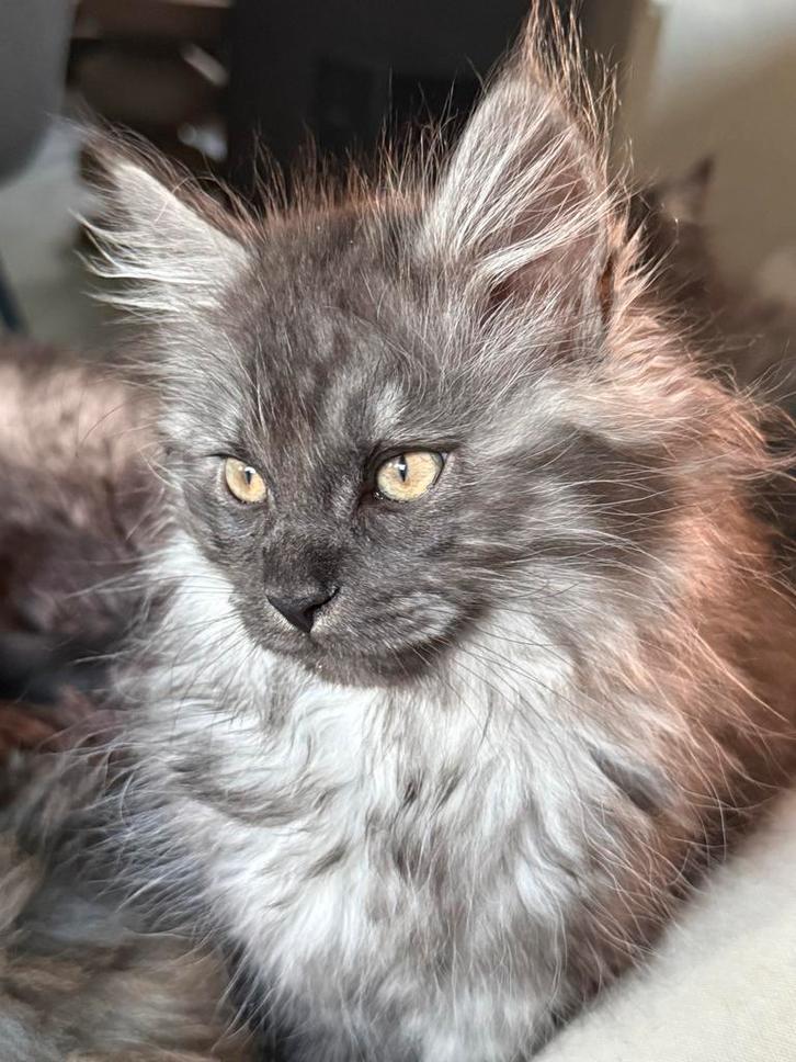 Kitten mixje Ragdoll / Maine coon, Dieren en Toebehoren, Katten en Kittens | Raskatten | Langhaar, Meerdere dieren