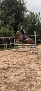 Lieve bomproof NewForest D-pony Ruin zoekt fijn plekje, Dieren en Toebehoren, Paarden, Gechipt, Minder dan 160 cm, Ruin, Dressuurpaard
