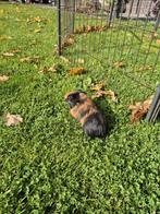 Cavia te koop, Dieren en Toebehoren, September, Meerdere dieren