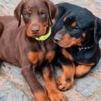 Dobermann puppy's beschikbaar, België, Fokker | Hobbymatig, Rabiës (hondsdolheid), 8 tot 15 weken