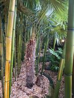 Palmboom winterhard, Tuin en Terras, Planten | Bomen, Ophalen, Volle zon, Palmboom