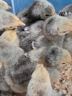 Orpington groot Kuikens, Dieren en Toebehoren, Pluimvee, Meerdere dieren, Kip