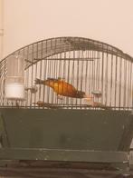 Bastaard f1 kapoetsensijs, Dieren en Toebehoren, Vogels | Kanaries, Mannelijk, Bastaard