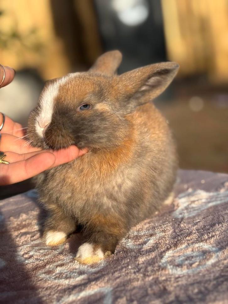 Minilop konijntjes 🩷🩵, Dieren en Toebehoren, Konijnen, Middelgroot, Meerdere dieren, 0 tot 2 jaar, Hangoor