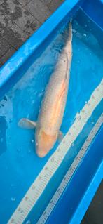 Karashigoi 65 cm, Karper of Koi