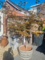 Japanse Esdoorn, Ophalen, Bloeit niet, Halfschaduw, Overige soorten