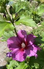 Hibiscus syriacus 'Russian Violet' – Altheastruik 'Russian V, Overige soorten, Volle zon, Vaste plant, Ophalen of Verzenden