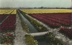 Bloemenvelden in Holland [KRST005-7253, Verzenden, 1920 tot 1940, Ongelopen