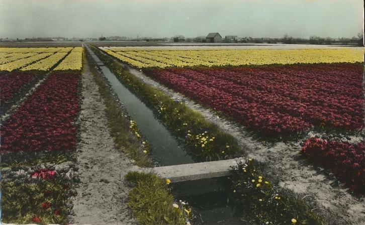 Bloemenvelden in Holland [KRST005-7253, Verzamelen, Ansichtkaarten | Nederland, Ongelopen, 1920 tot 1940, Verzenden
