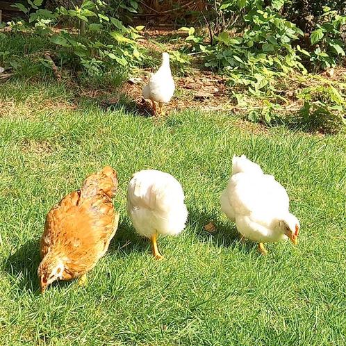 Mooie toom van 7 gezonde kippen, ideaal voor erf of weide, Dieren en Toebehoren, Pluimvee, Kip, Meerdere dieren