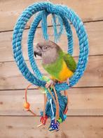 Jonge Baby Bonte Boeren | Getest | Nieuwsgierig | Handtam, Dieren en Toebehoren, Vogels | Parkieten en Papegaaien, Meerdere dieren